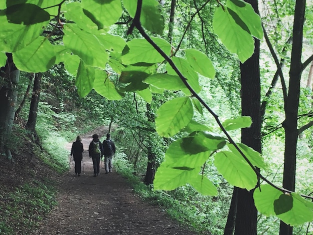 A group of people hiking through a forest, with tall trees and a vibrant green undergrowth, enjoying a physical activity in a natural environment.